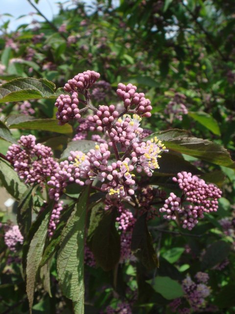 Callicarpa longifolia 'Augustata' fleur